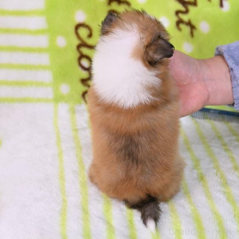 販売中の神奈川県のシェットランドシープドッグ(シェルティ)-448782の5枚目