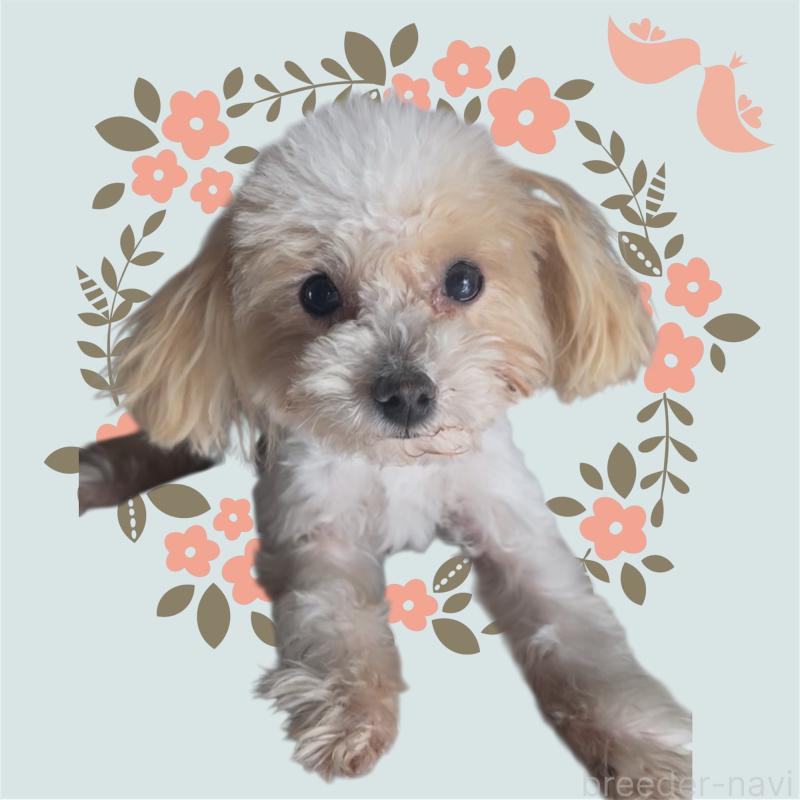 販売中の東京都のタイニープードル-448781の3枚目