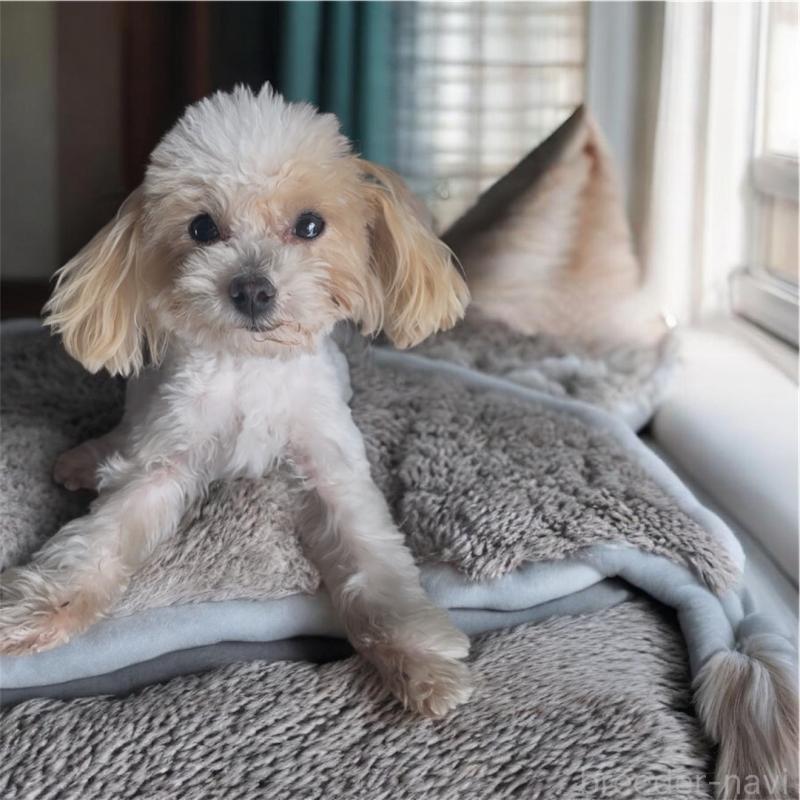 販売中の東京都のタイニープードル-448781の2枚目