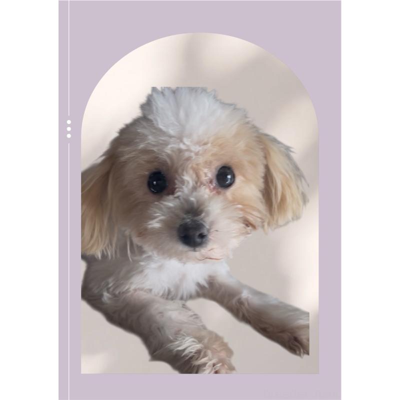 販売中の東京都のタイニープードル-448781の1枚目