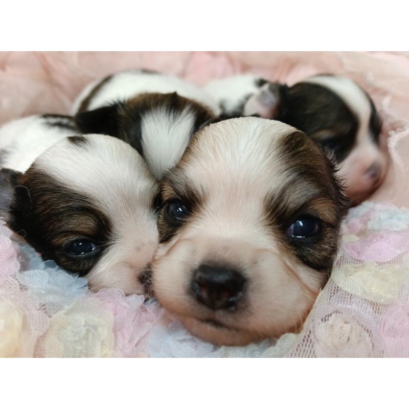 販売中の千葉県のパピヨン-448783の1枚目