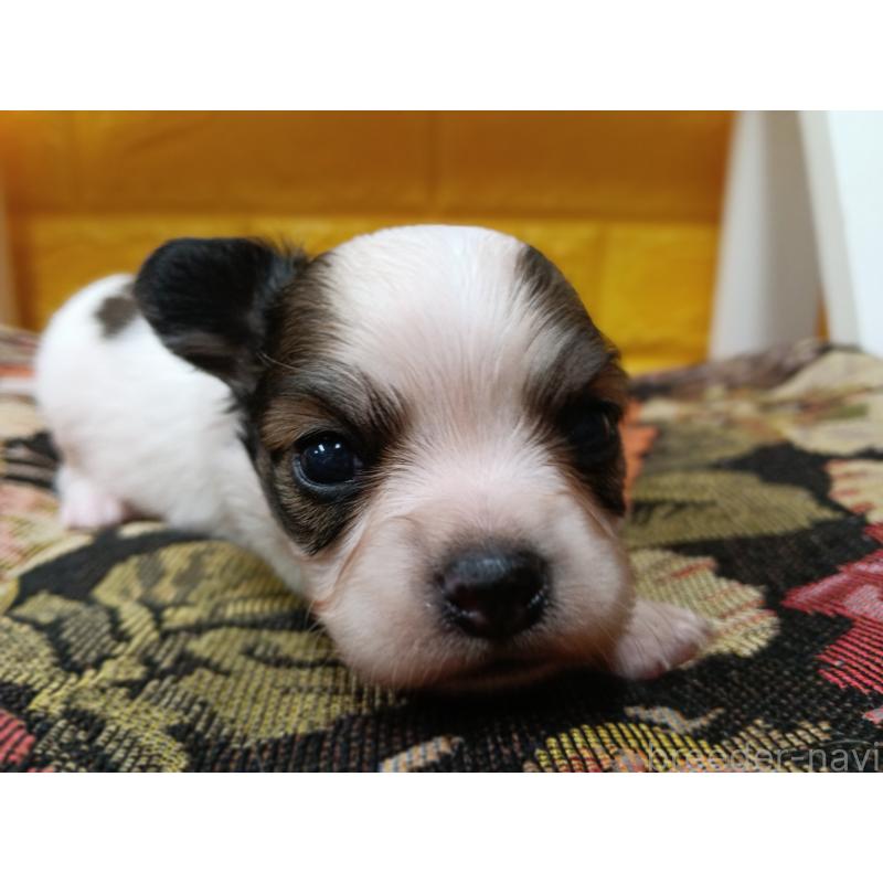 販売中の千葉県のパピヨン-448783の14枚目