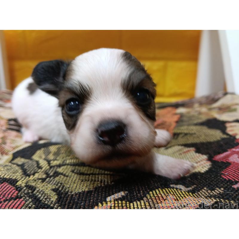 販売中の千葉県のパピヨン-448783の13枚目