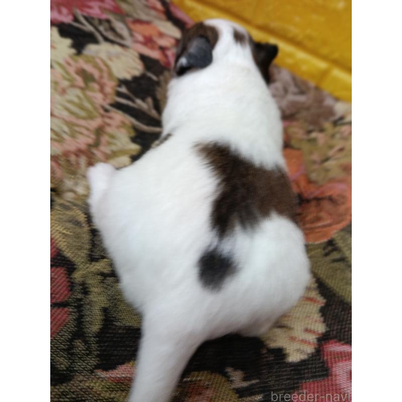 販売中の千葉県のパピヨン-448783の12枚目