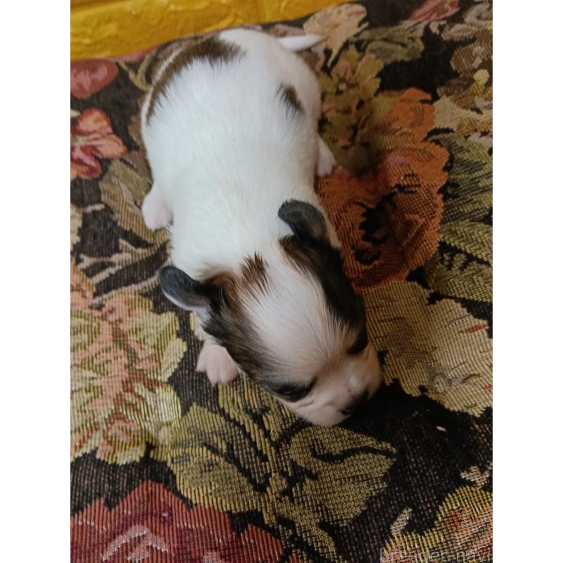 販売中の千葉県のパピヨン-448783の9枚目