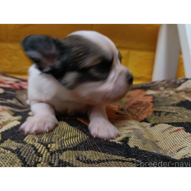 販売中の千葉県のパピヨン-448783の8枚目