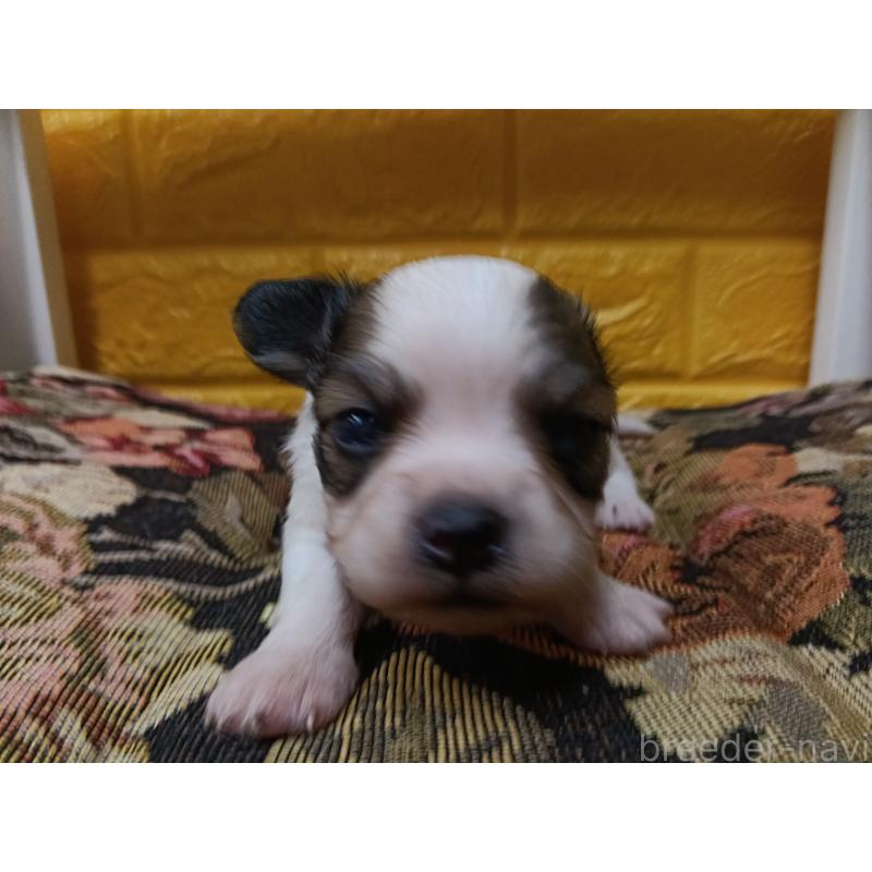 販売中の千葉県のパピヨン-448783の6枚目