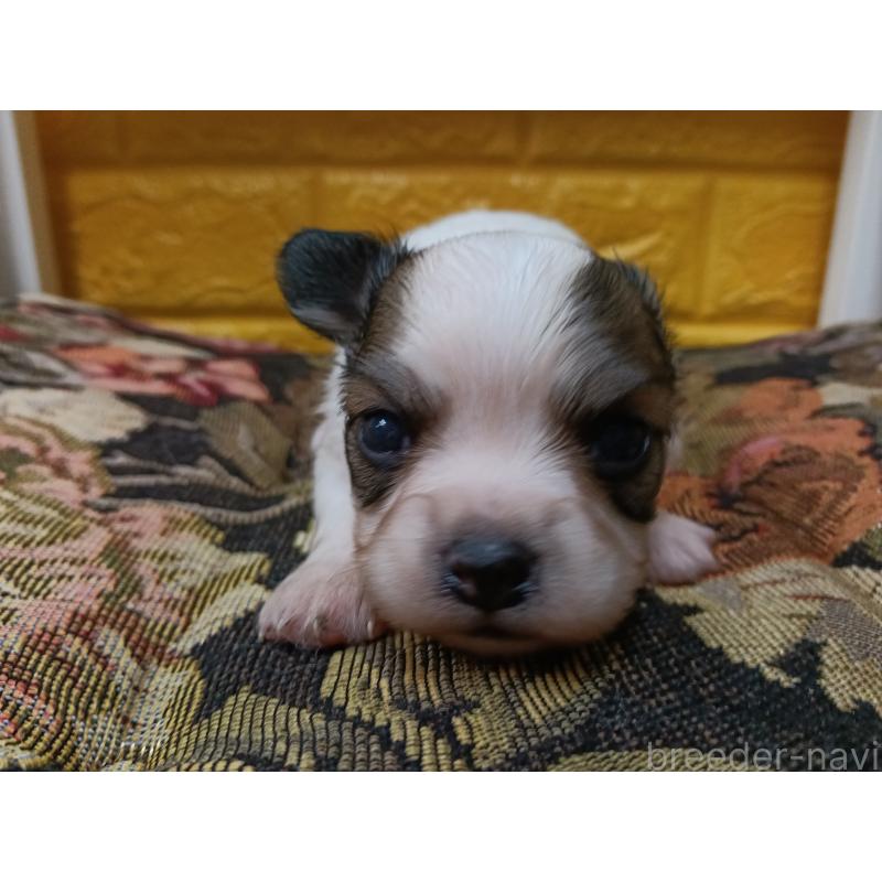 販売中の千葉県のパピヨン-448783の5枚目