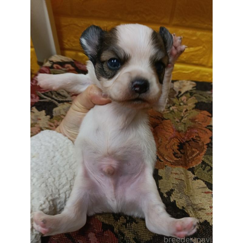 販売中の千葉県のパピヨン-448783の4枚目