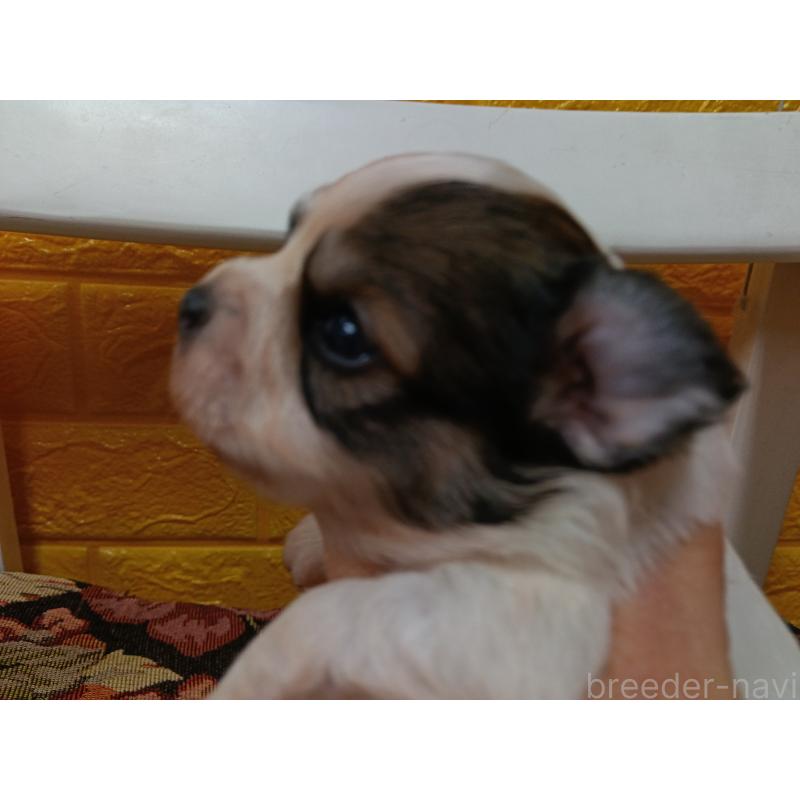 販売中の千葉県のパピヨン-448783の3枚目