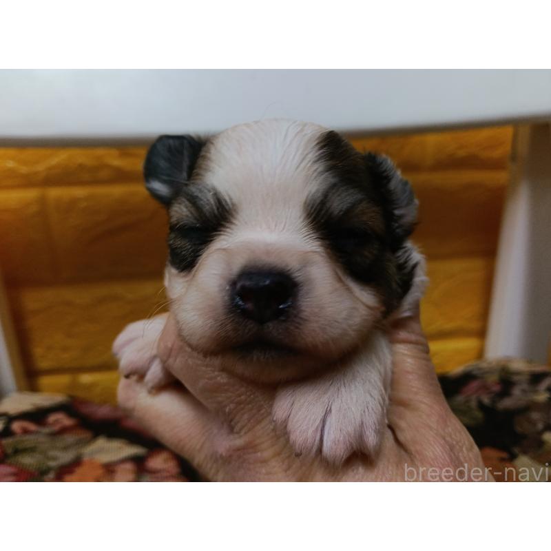 販売中の千葉県のパピヨン-448783の2枚目