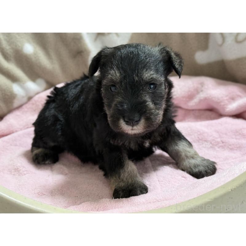 販売中の千葉県のミニチュアシュナウザー-448785の3枚目