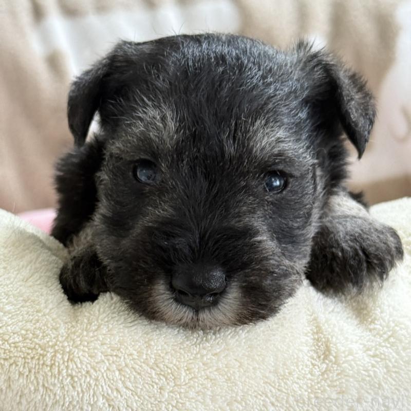 販売中の千葉県のミニチュアシュナウザー-448785