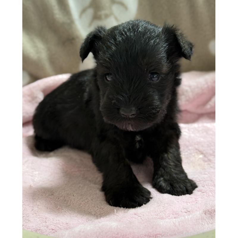 販売中の千葉県のミニチュアシュナウザー-448786の2枚目