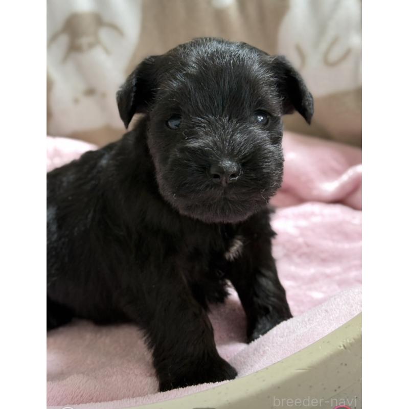 販売中の千葉県のミニチュアシュナウザー-448787の3枚目