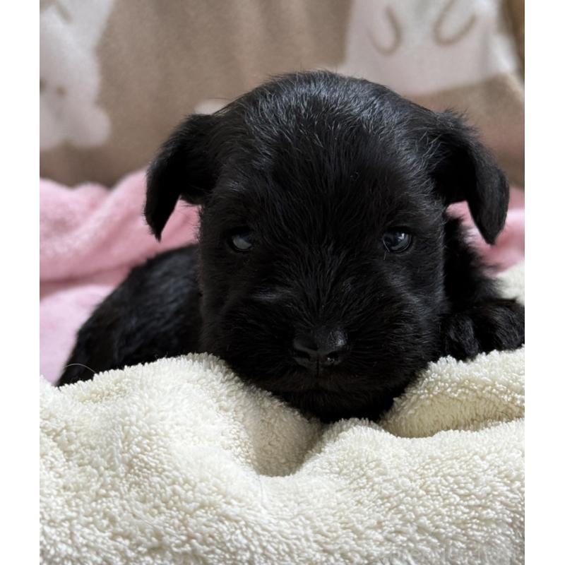 販売中の千葉県のミニチュアシュナウザー-448787の2枚目