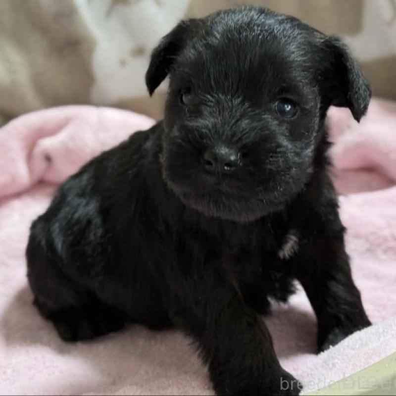 販売中の千葉県のミニチュアシュナウザー-448787の1枚目