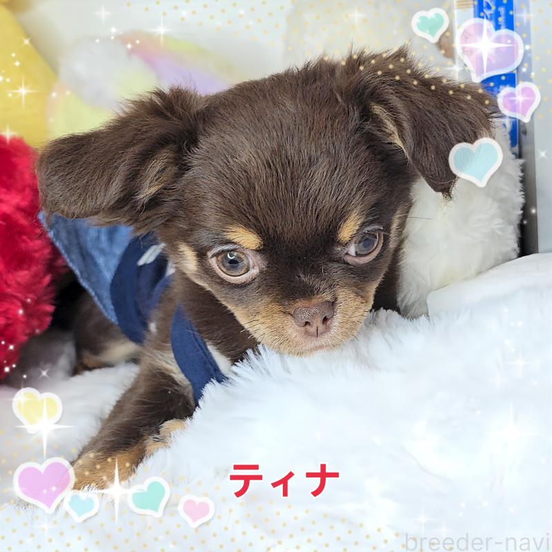 販売中ののチワワ(ロングコート)-437778