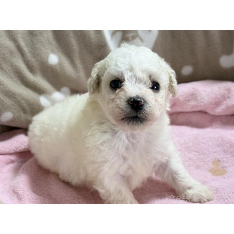 販売中の千葉県のビションフリーゼ-448788の4枚目