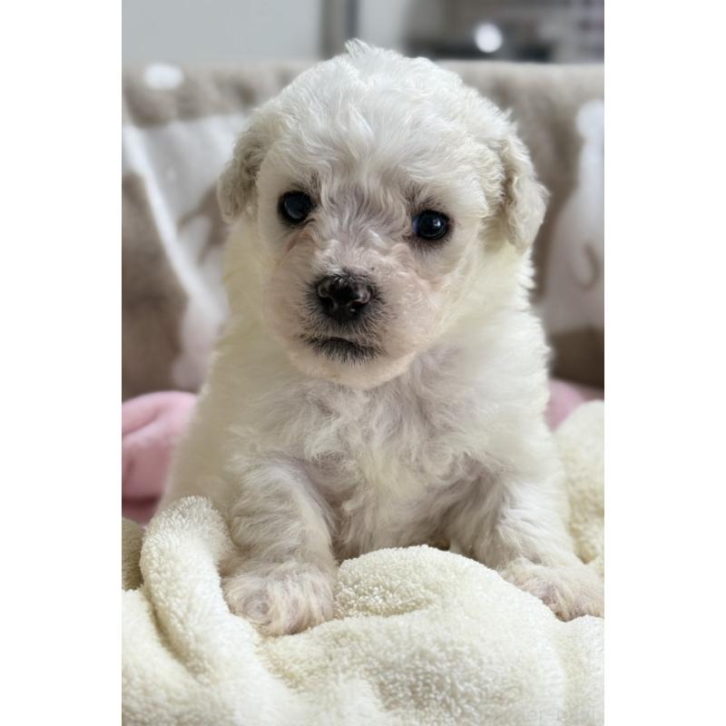 販売中の千葉県のビションフリーゼ-448788の3枚目