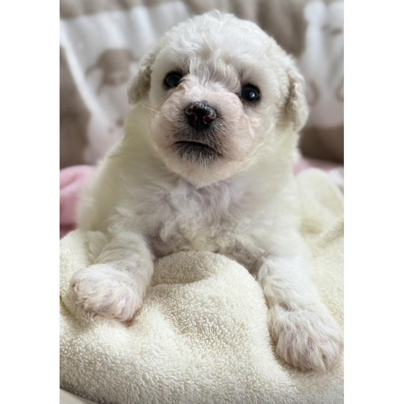 販売中の千葉県のビションフリーゼ-448788の2枚目