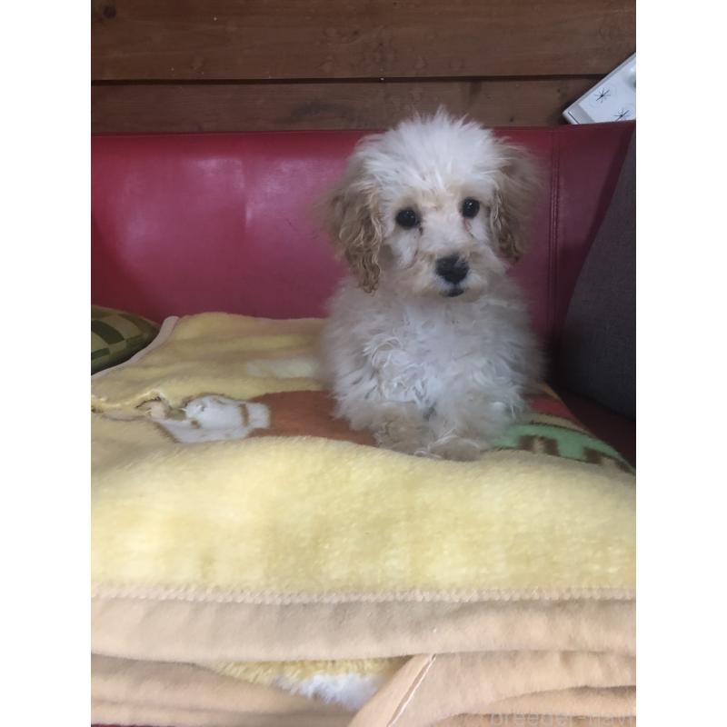 販売中の兵庫県のトイプードル-437676の13枚目