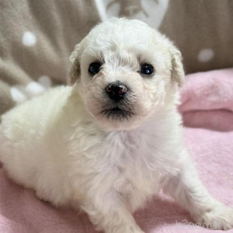 販売中の千葉県のビションフリーゼ-448788の1枚目