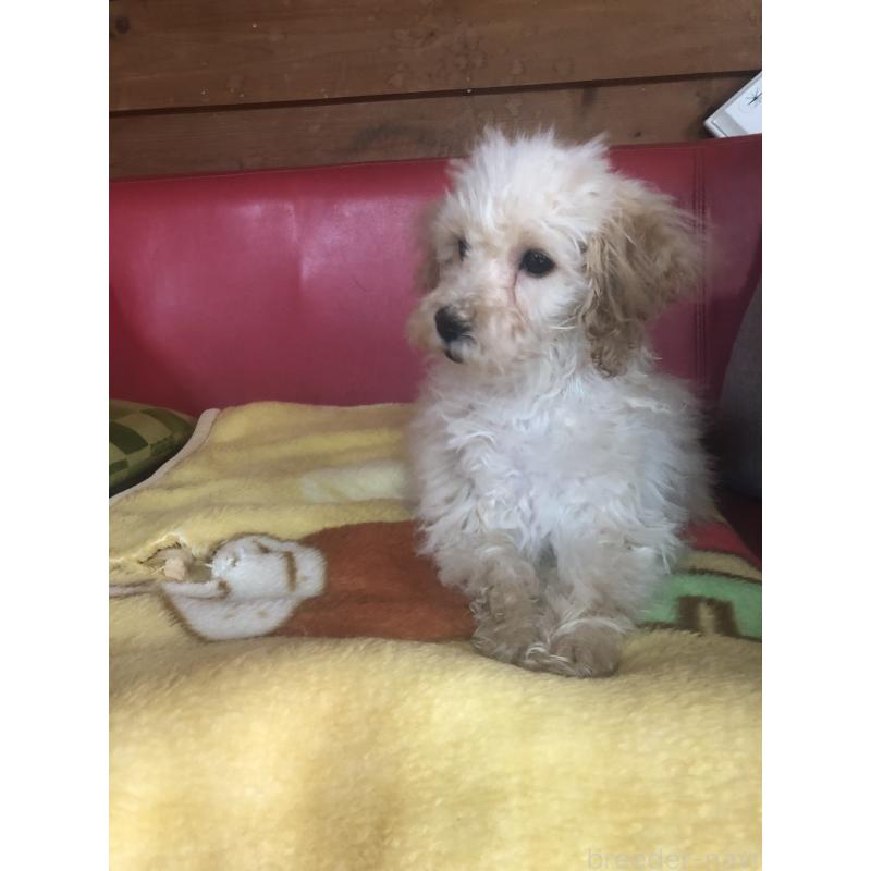 販売中の兵庫県のトイプードル-437676の12枚目