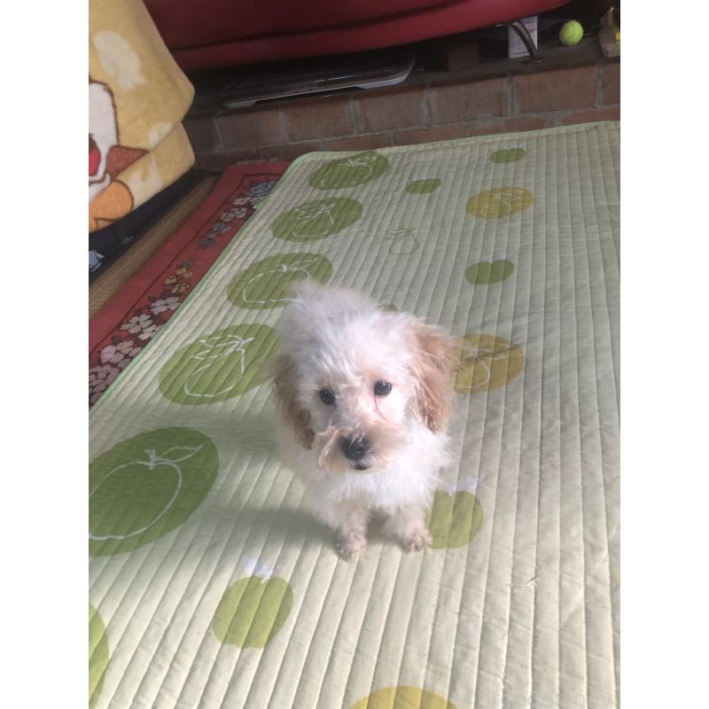 販売中の兵庫県のトイプードル-437676の11枚目