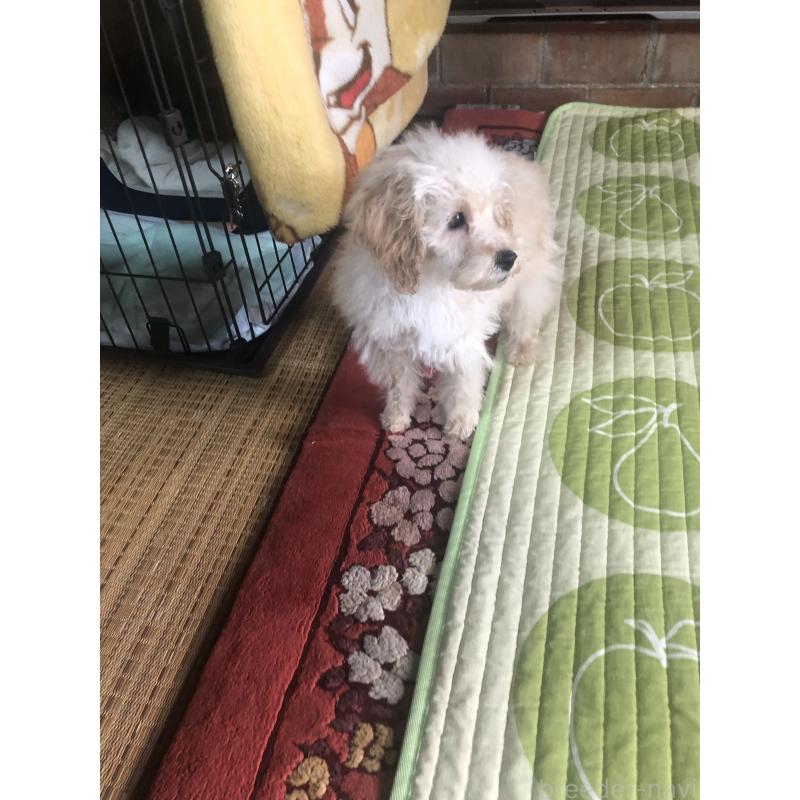 販売中の兵庫県のトイプードル-437676の10枚目