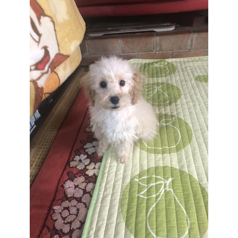 販売中の兵庫県のトイプードル-437676の9枚目