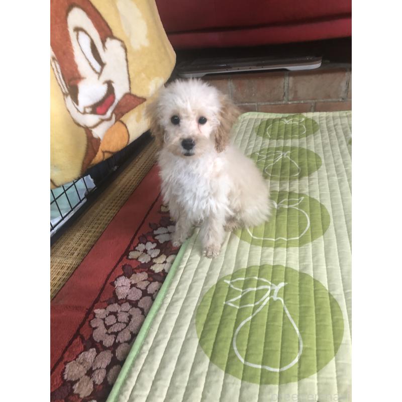 販売中の兵庫県のトイプードル-437676の8枚目