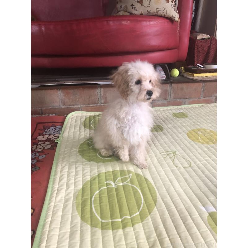 販売中の兵庫県のトイプードル-437676の7枚目