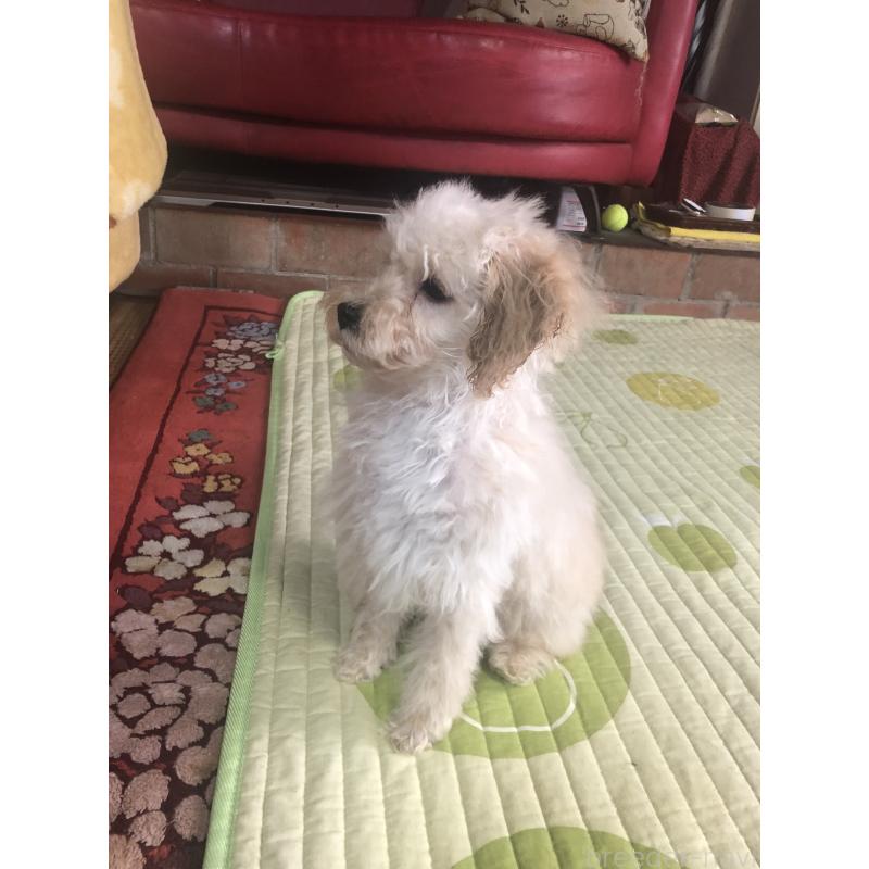 販売中の兵庫県のトイプードル-437676の6枚目