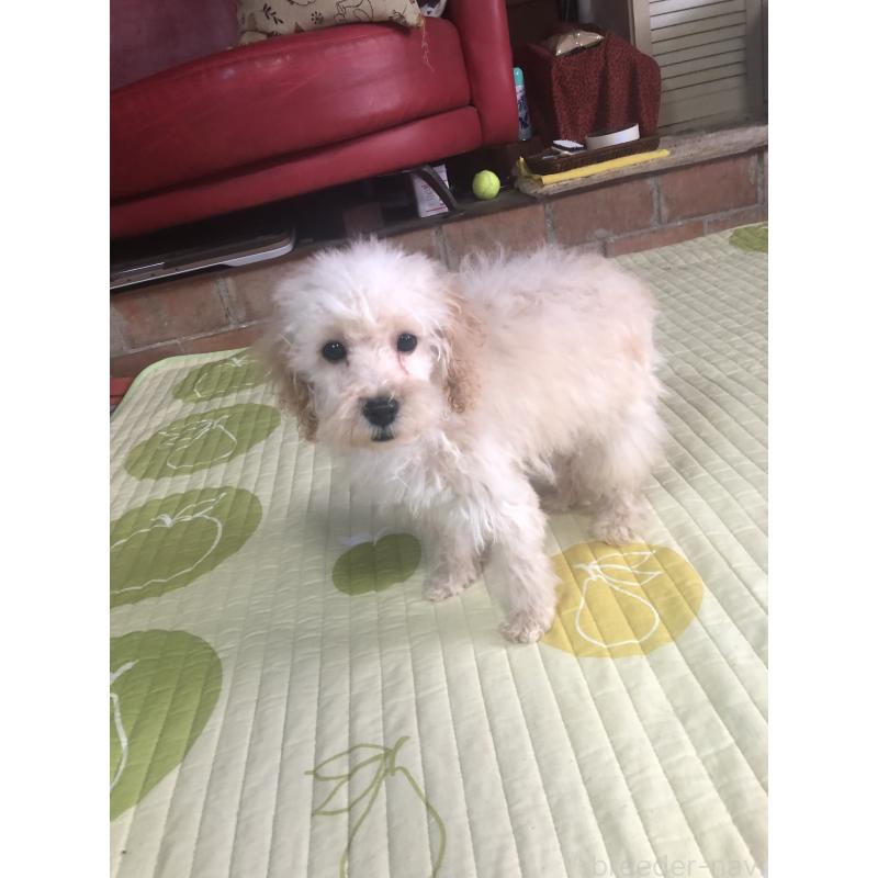 販売中の兵庫県のトイプードル-437676の5枚目