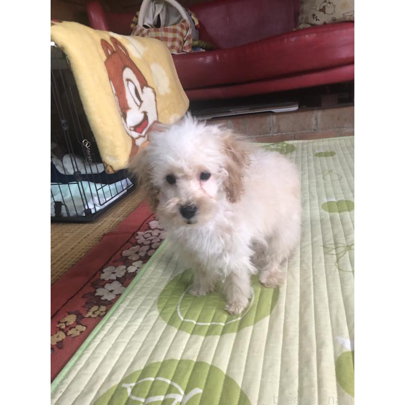 販売中の兵庫県のトイプードル-437676の4枚目