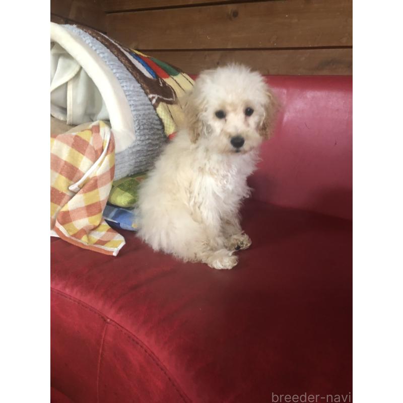 販売中の兵庫県のトイプードル-437676の2枚目