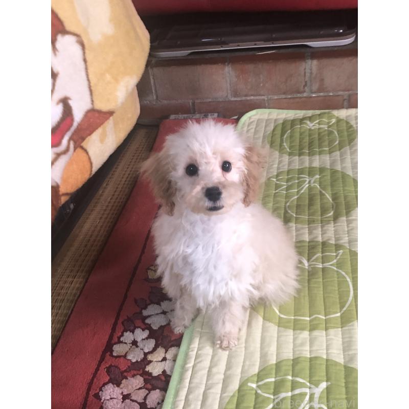 販売中の兵庫県のトイプードル-437676