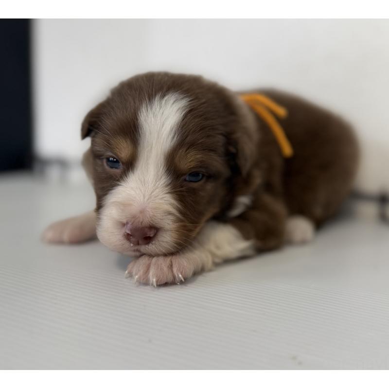 販売中の山梨県のオーストラリアンシェパード-444635