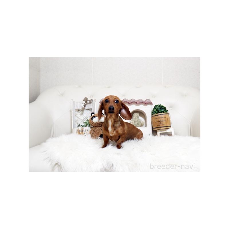 販売中の佐賀県のミニチュアダックスフンド(スムースヘアード)-420795の2枚目