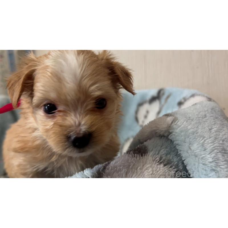 販売中の岡山県のマルプー:マルチーズ×トイプードル-444476の2枚目