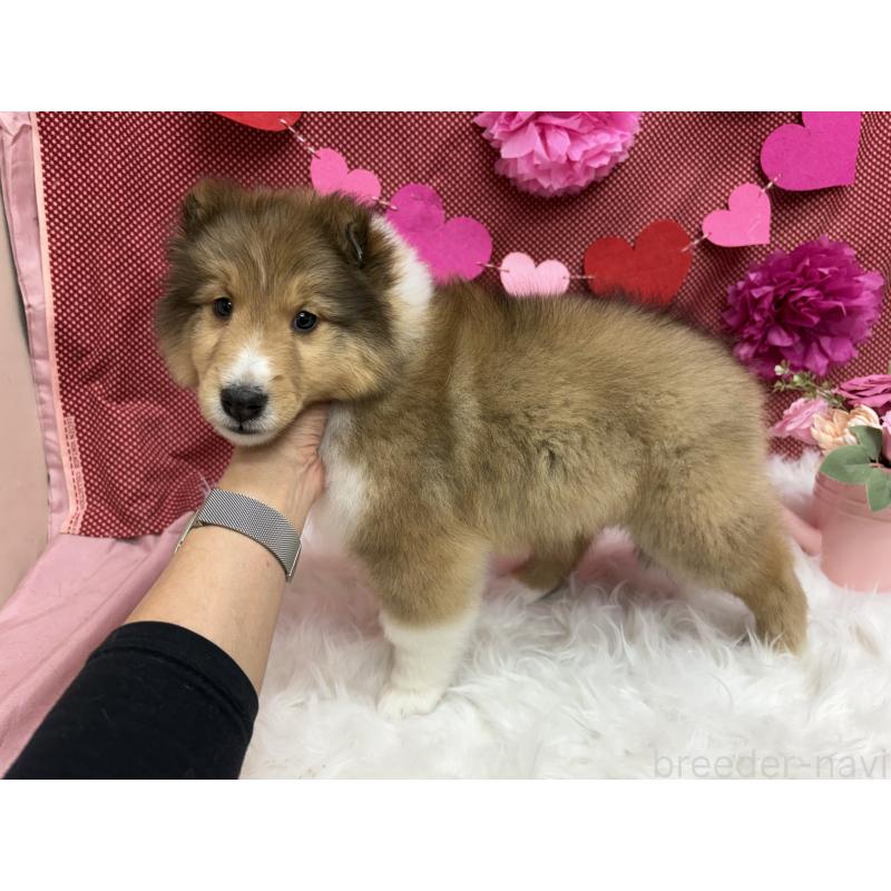 販売中の東京都のシェットランドシープドッグ(シェルティ)-448803の3枚目