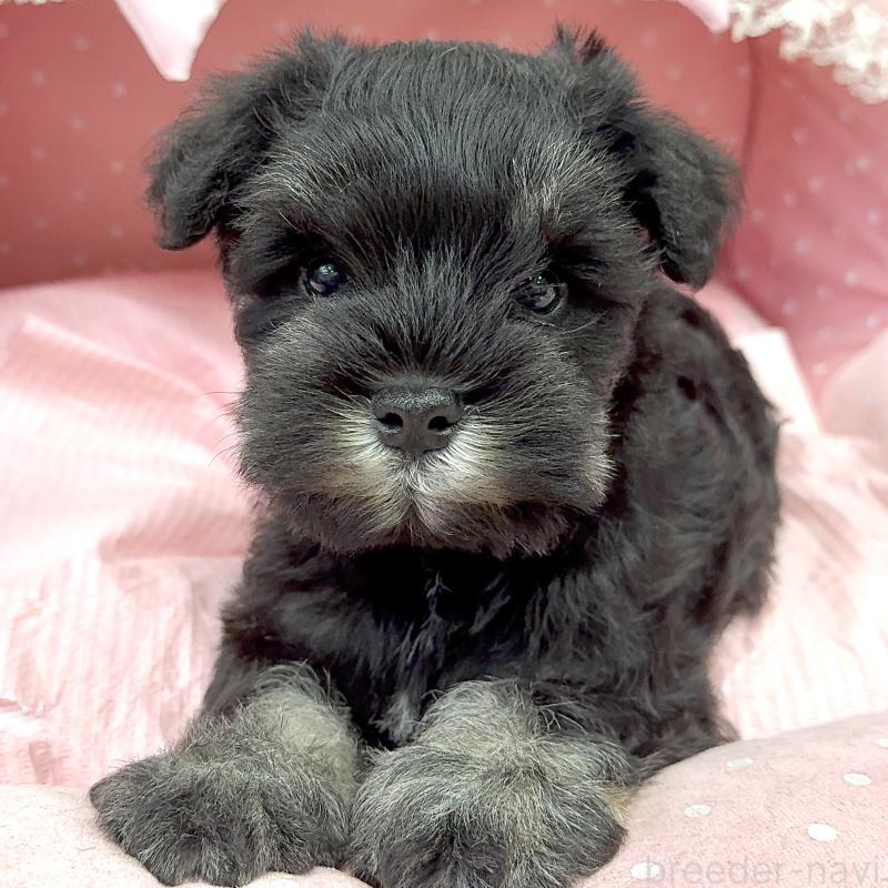 販売中の大阪府のミニチュアシュナウザー-448790の9枚目