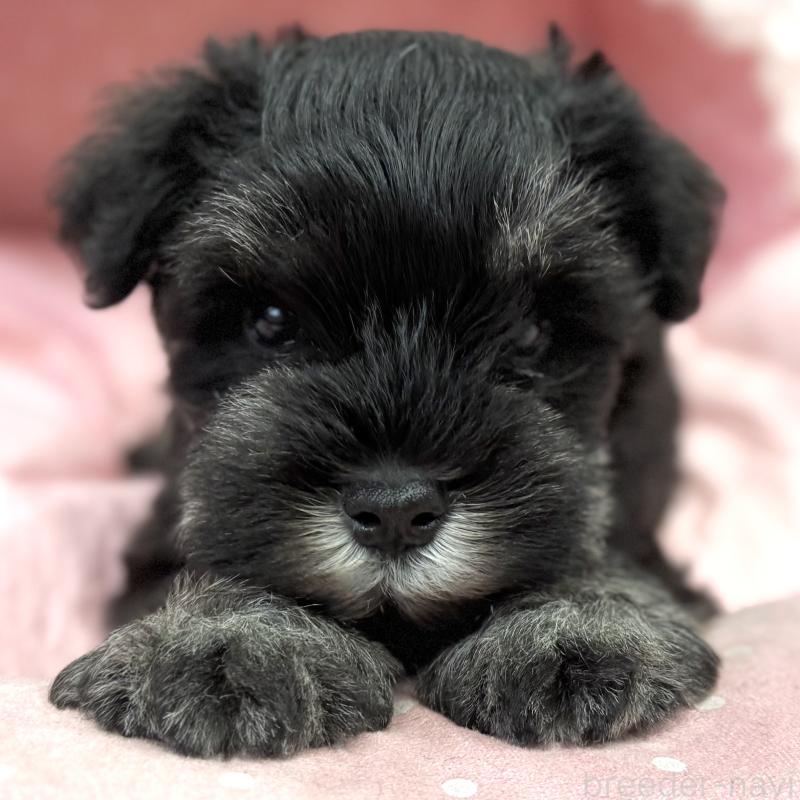 販売中の大阪府のミニチュアシュナウザー-448790の8枚目