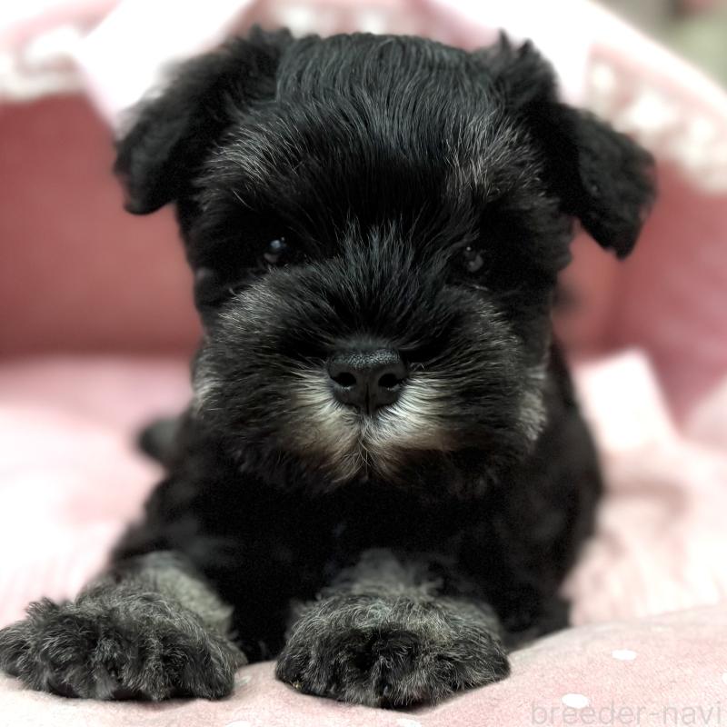 販売中の大阪府のミニチュアシュナウザー-448790の7枚目