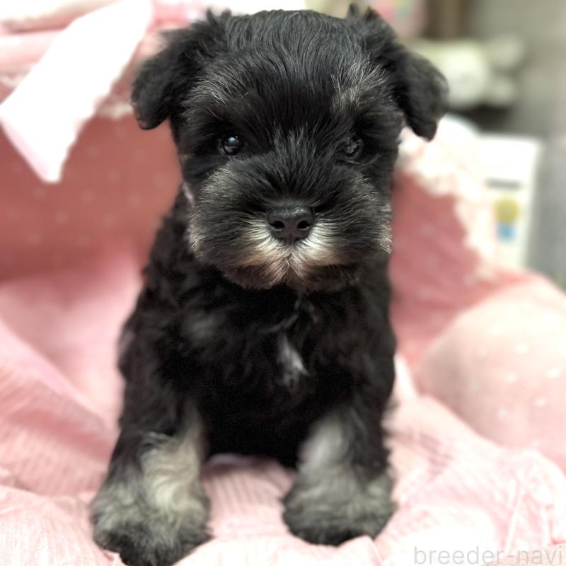 販売中の大阪府のミニチュアシュナウザー-448790の6枚目