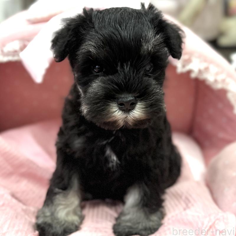 販売中の大阪府のミニチュアシュナウザー-448790の5枚目