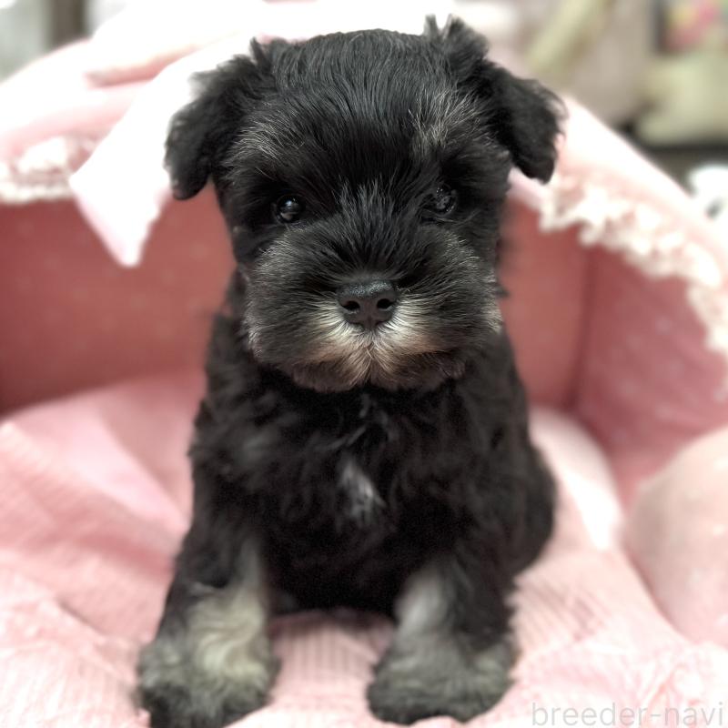 販売中の大阪府のミニチュアシュナウザー-448790の4枚目