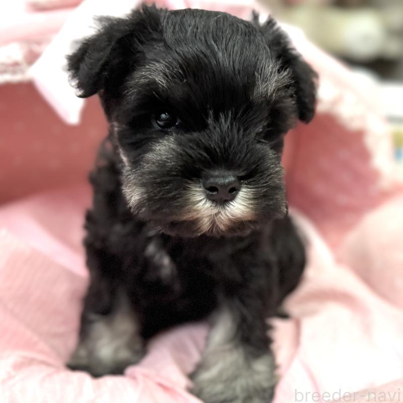 販売中の大阪府のミニチュアシュナウザー-448790の3枚目