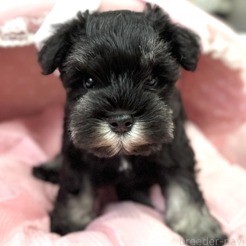 販売中の大阪府のミニチュアシュナウザー-448790の2枚目